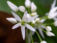 Nahaufnahme Bärlauchblüte